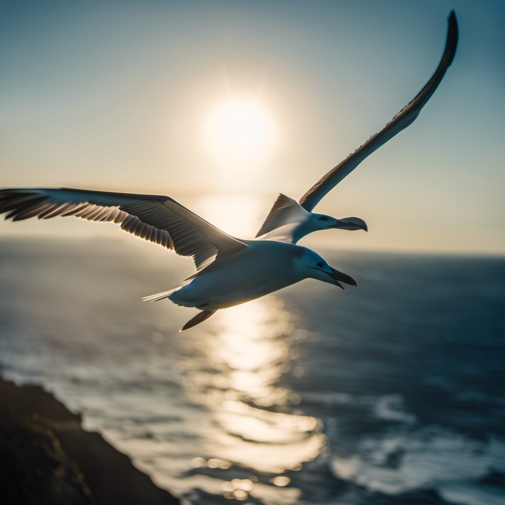 An image capturing the graceful flight of an albatross, soaring effortlessly through the vast expanse of the deep blue ocean, its expansive wingspan outstretched against the backdrop of a setting sun