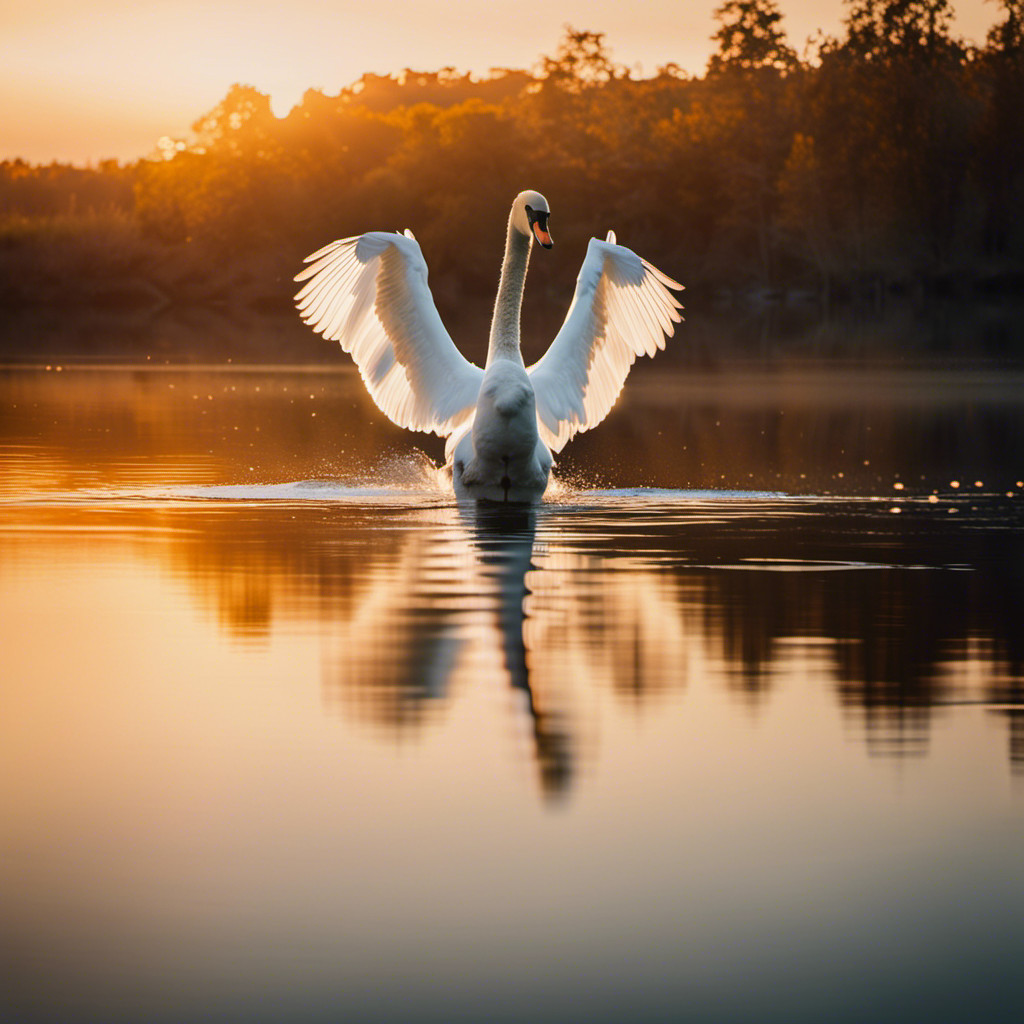 An image showcasing a graceful swan effortlessly gliding across a serene, glass-like lake, its wings outstretched, reflecting the golden hues of a mesmerizing sunset