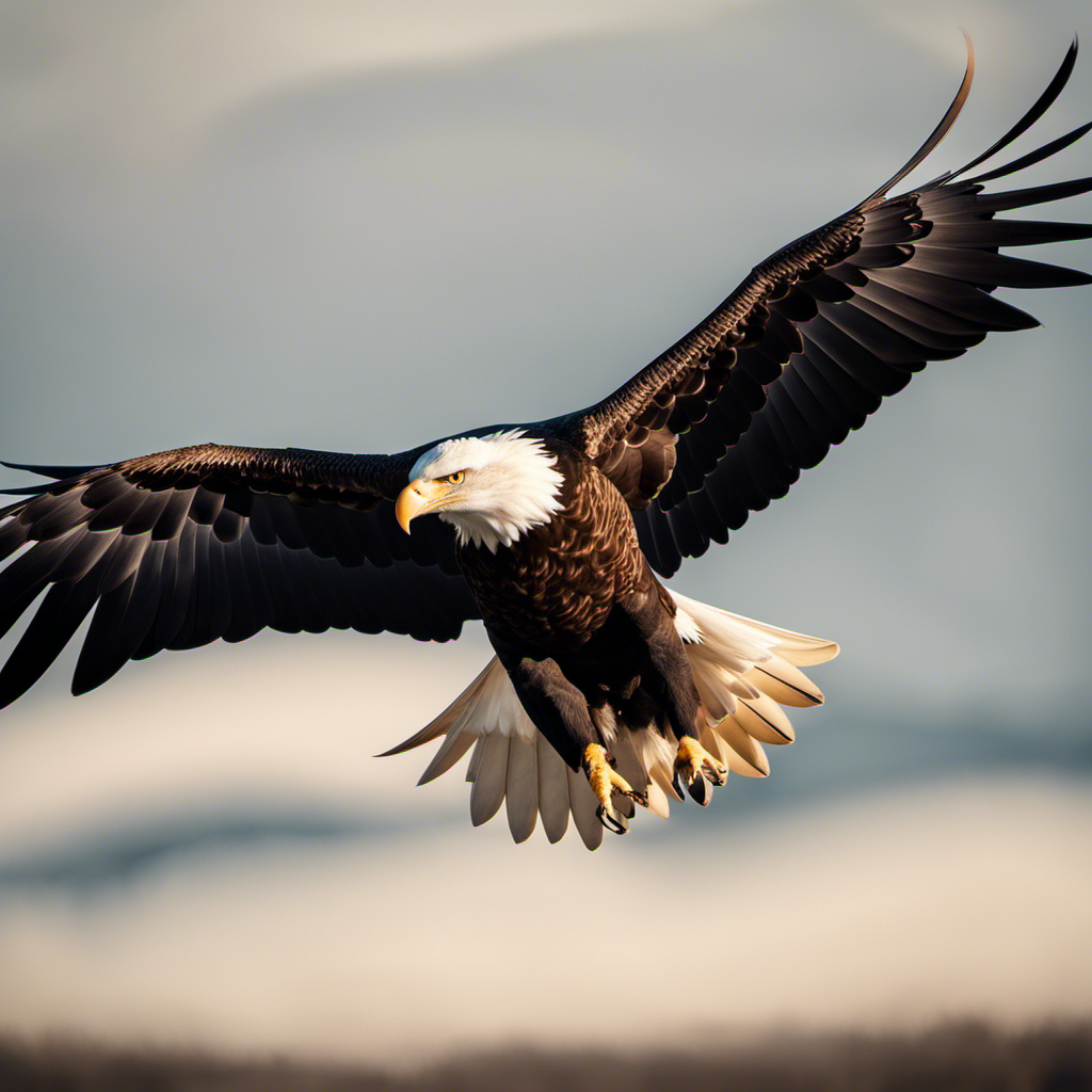 An image capturing the graceful movement of a bald eagle soaring effortlessly through the sky, its outstretched wings spanning majestically while its keen eyes scan the landscape below