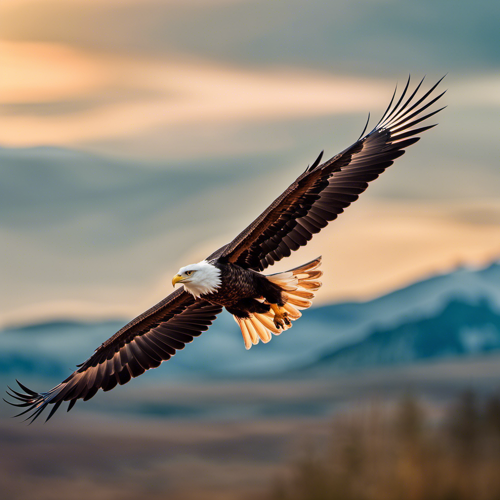 An image capturing the essence of "soaring" by depicting a majestic eagle effortlessly gliding through a vibrant sky, with its outstretched wings fully extended and its gaze fixed on the endless horizon