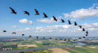 group flight influences strategy