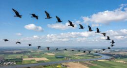 group flight influences strategy
