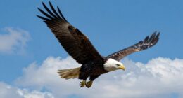 sunny skies inspire flight