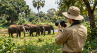 Yala National Park, Southern, Sri Lanka Surges In Global Coverage