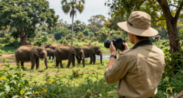 Yala National Park, Southern, Sri Lanka Surges In Global Coverage